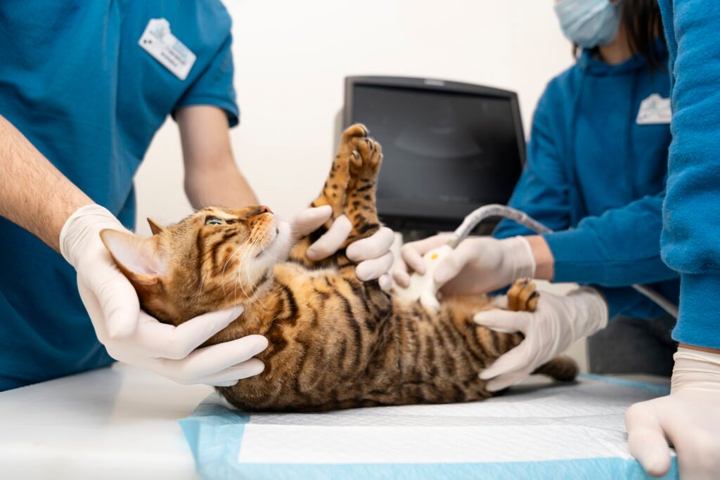 close-up-doctor-checking-cat-s-belly